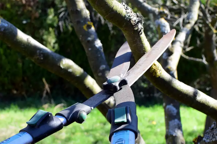 Un branche coupée avec un coupe-branches télescopique