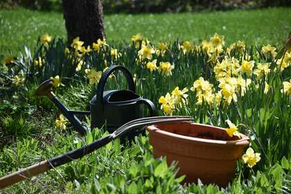 Un jardin avec des jonquilles et un arrosoir